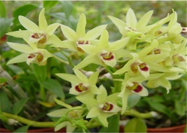 c鿴ԔϢ}Herba Dendrodii Flower xΔ(sh)2460