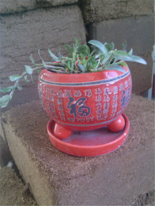 c鿴ԔϢ}Herba Dendrodii Pot Seedlings xΔ(sh)2162