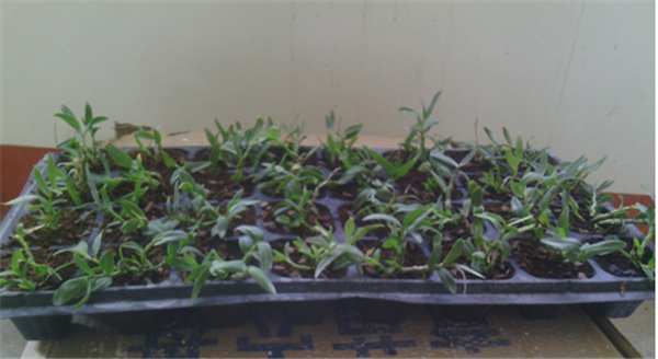 c鿴ԔϢ}Herba Dendrodii Plug Seedlings xΔ(sh)2313